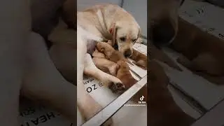 La nostra Candy è i suoi dolci piccoli Red Fox!