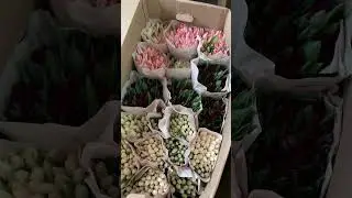 Тюльпаны оптом