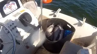 Catfish Trot Line, Full Video, Go Pro