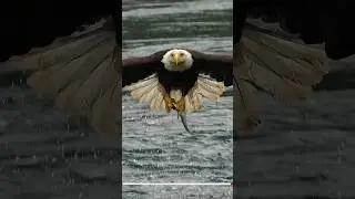 Must SEE!! Extreme close up off a Bald Eagle snatching a fish from a whirlpool. 