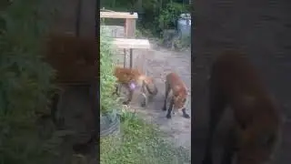 18+ Бесстыжая лиса!