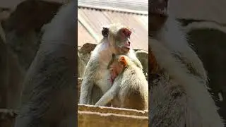 A little monkey is sitting on the roof snuggling u