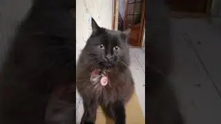 Teo