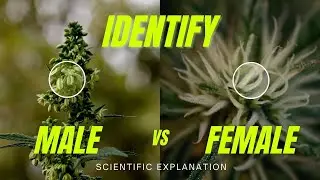 How to tell the sex of a Cannabis Plant? (Science Exapleined)