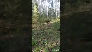 ЗОНА НАГОНКИ ФИНСКАЯ ГОНЧАЯ