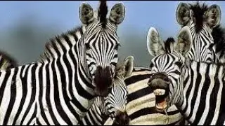 7 datos sorprendentes sobre el maravilloso documental sobre las cebras