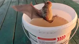 Летучая мышь на крючке. Белоярское водохранилище.