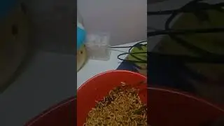 Samyang hot chicken flavor ramen review (korean?)