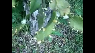 Duas raridades./ Cacto e Bromélia. Porto Belo - SC