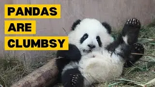 Random Animal Facts Part 1