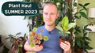 Houseplant Haul | Summer 2023