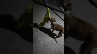 Yavru Pitbull Rednos 2 aylık