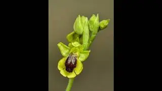 Macro-Fotografía