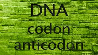 DNA;  codon or anticodon?