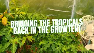 Bringing my Tropical Plants back indoors 🌿 Ready for Winter!