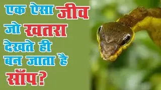 MOST INTERESTING CREATURE IN THE WORLD 😨 || बहरूपिया कीड़ा