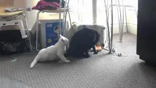 Ska takes a tumble CAT FAIL