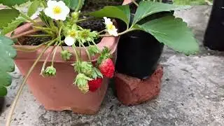 Tanam strawberry 🍓 di Brunei. #strawberry #brunei #kebun #kebunbandar #backyardfarming