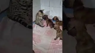 щенки VS бенгал Нала/ puppies VS Bengal Nala