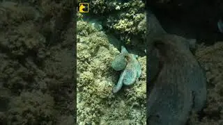 How Smart Are Octopuses 🧠🐙 #shorts