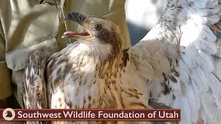 Rescued Rare White Belly Bald Eagle