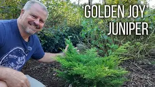 Juniperus x pfitzeriana ‘Golden Joy’