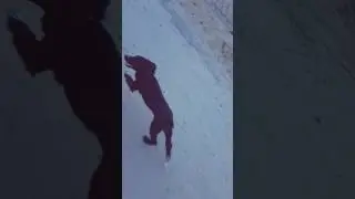 бег собаки в замедленной съемке