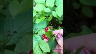 А Вы пробовали костянику ?