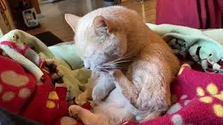 Cat Grooms Foot