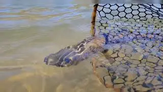 Brown Trout Soothing