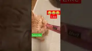 funny cat #shortsfeed #funny #funnyshorts #funnyvideo #shorts #cat #viral