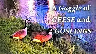 Charming Family of Geese in the Blue Mountains