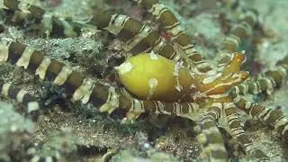 Wonderpus octopus