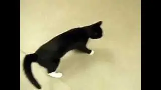 Cat with Cerebellar Hypoplasia