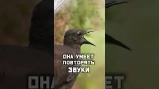 Птица Лира. Копирует звуки.