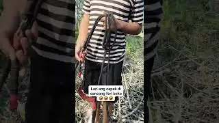 BABI KECEPATAN 100 KM/JAM