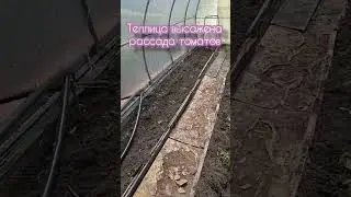 Дачный сезон 2024 ОТКРЫТ! Часть 1 #дача #теплица #баня #рассада #томаты #огурцы #картошка #цветы