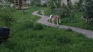 Русские пегие гончие