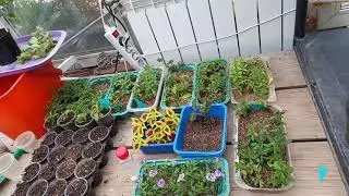 Итоги летнего черенкования вегетативных растений.