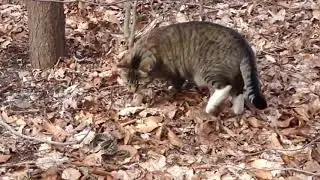 Cat fighting snake