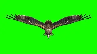 Eagle flying 3d character green screen animation video footage no copyright