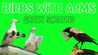 BIRDS With ARMS Green Screens.