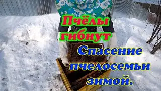 ПЧЁЛЫ ОПОНОСИЛИ УЛЕЙ, ПЫТАЕМСЯ СПАСТИ, ВЫСТАВИЛИ ИЗ ЗИМОВНИКА.