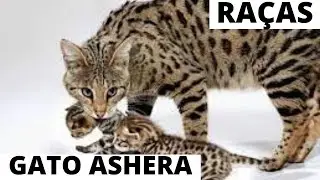 CONHEÇA MELHOR A RAÇA DOS GATOS ASHERA 😺🤗😽🥰😹🤗😺