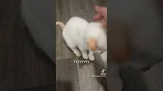 CAT ATTACK #catmemes #cat