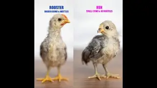 How to Sex Blue Old English Game Bantam Chicks