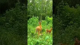 Doe & Fawn At Food Plot! #deermanagement
