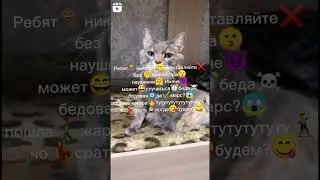 Да что с котами не так?