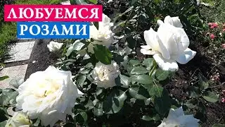 Любуемся розами!