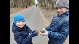 Спасение Серых жаб// Волонтёрство в заказнике 